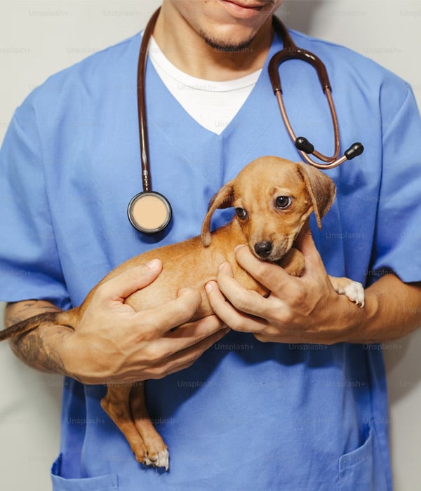 Veterinary-holding-a-puppy