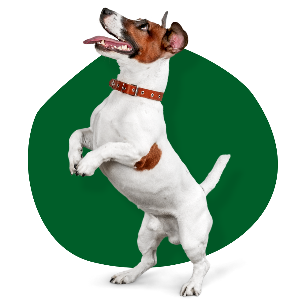 happy dog wearing blue collar