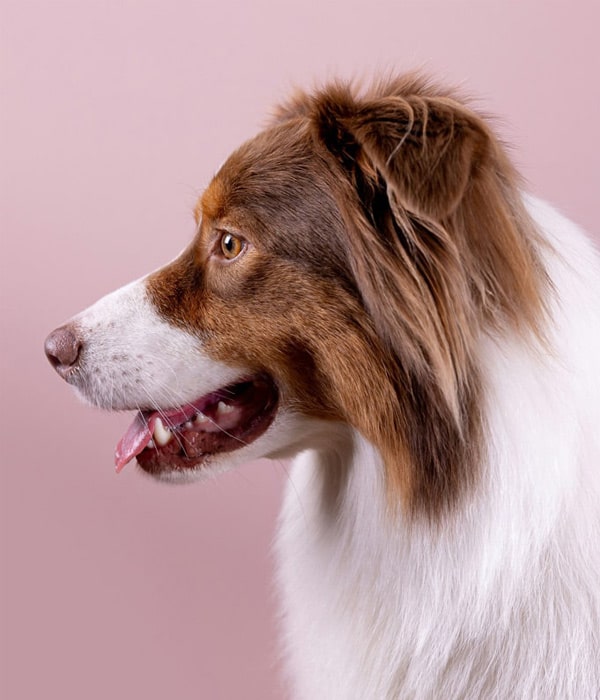 Brown-and-white-lab