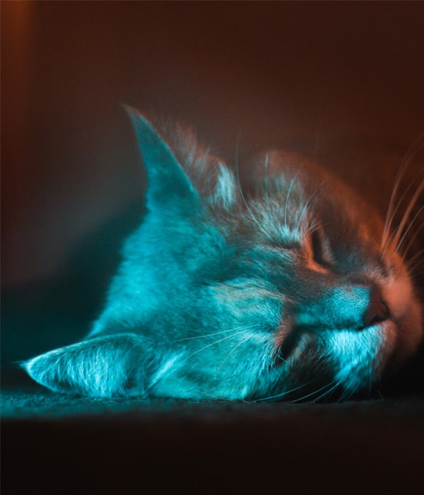 Cat-during-laser-therapy