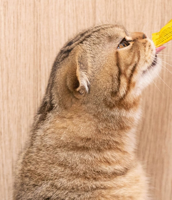 Cat-feeding