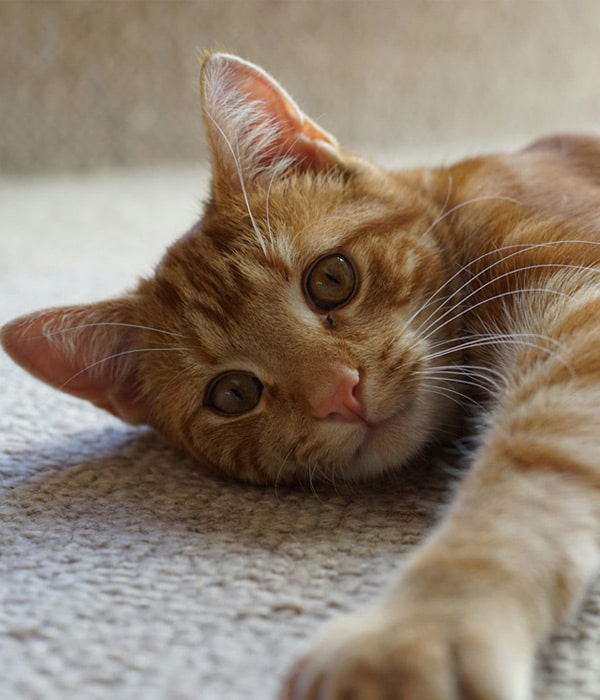 Cat-lying-on-the-bed