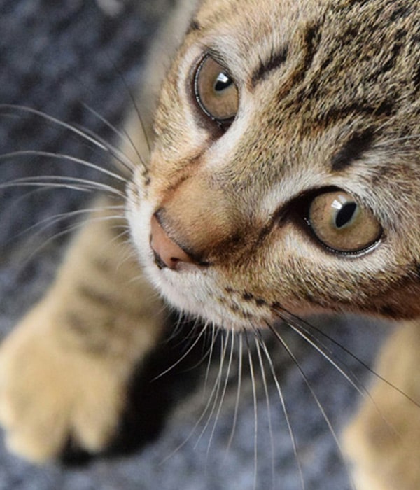Cat-on-the-floor