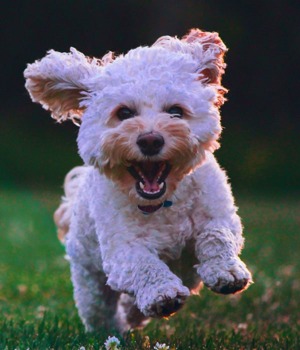 Cute-puppy-playing