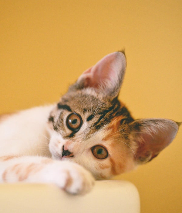 Cute-scared-kitty