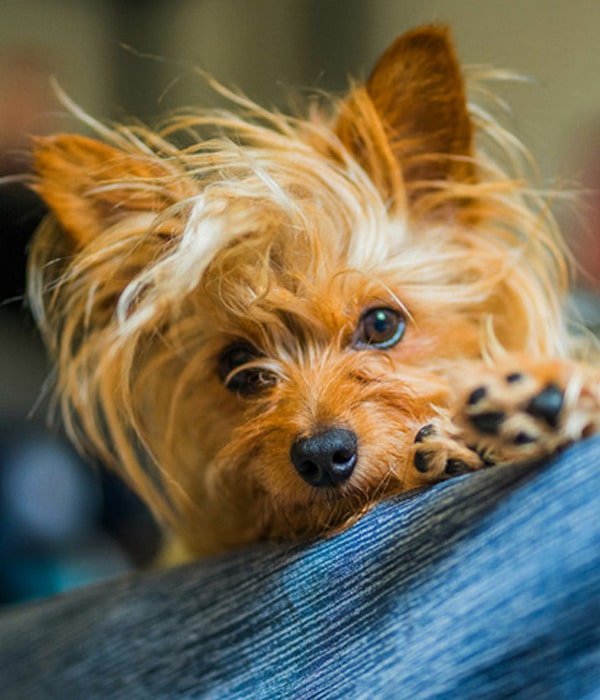Cute-speech-dog