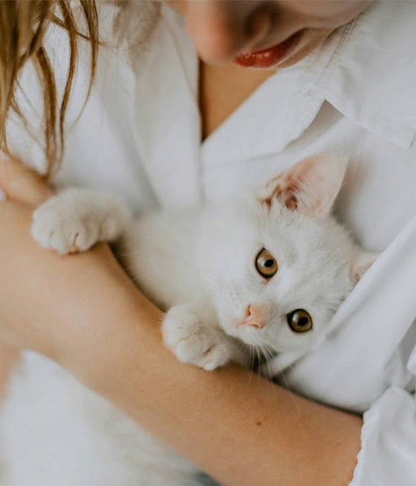 Cute-white-kitty