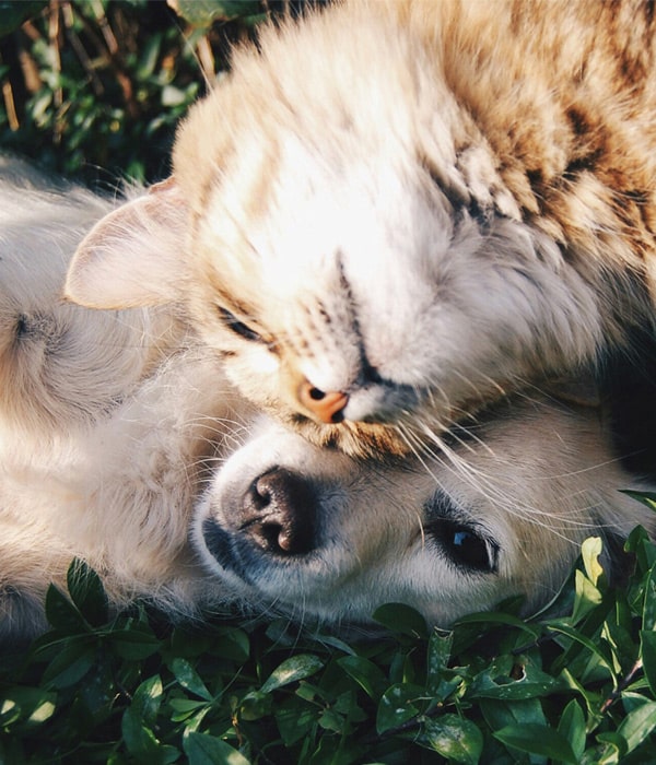 Dog-and-cat-playing