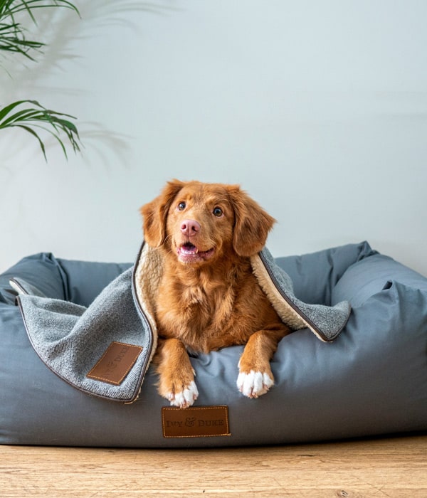 Dog-on-the-sofa