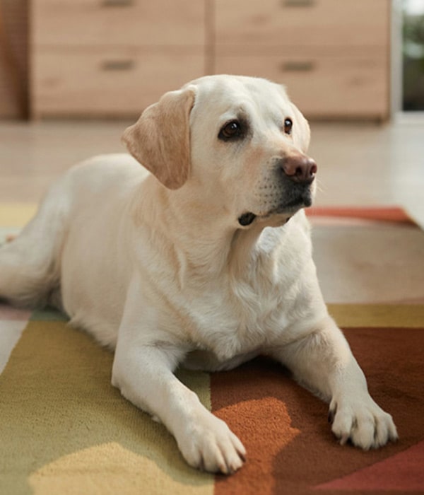 Dog-sits-on-the-floor