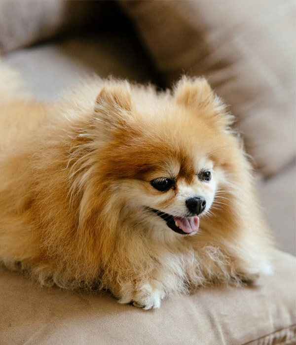 Fluffy-speech-dog