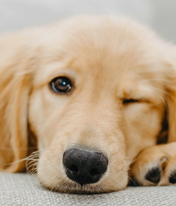 Tired-little-puppy