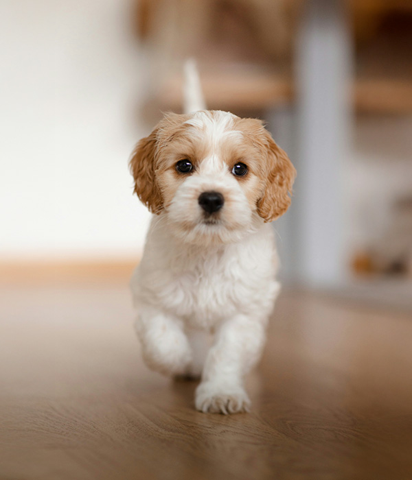 Fluffy-puppy