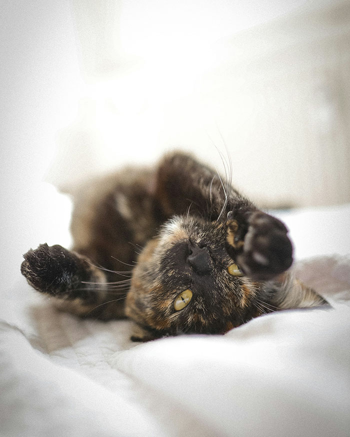 naughty-kitty