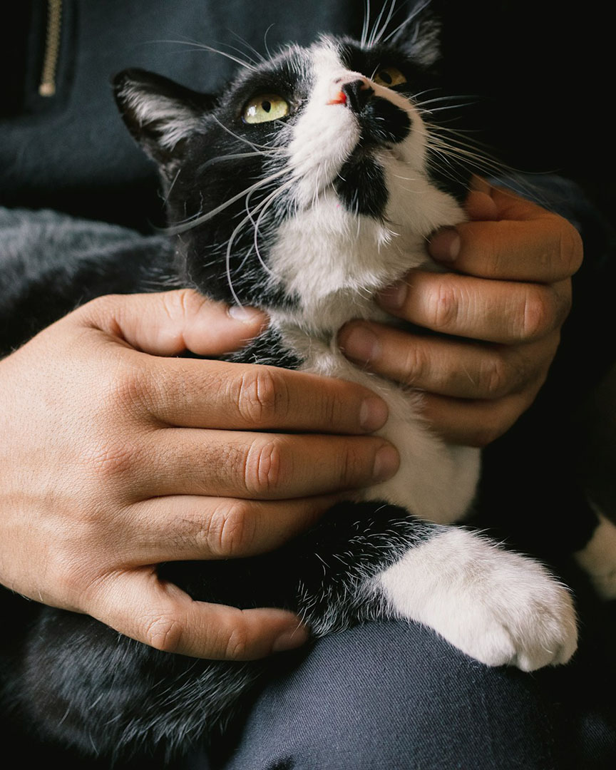 White-kitty