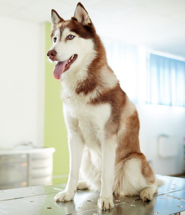 Cat-in-veterinary-treatment