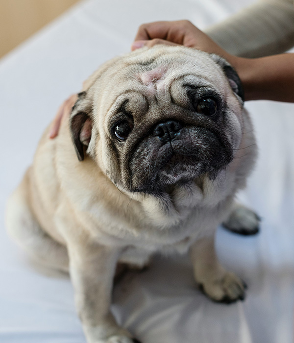 Trusted-Emergency-Veterinarians