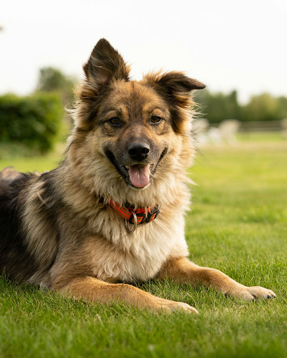 dog laying in grass with one ear up