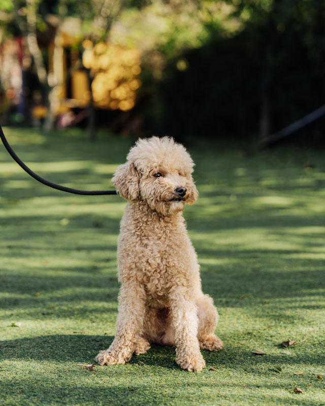 small dog sitting on a lush green field