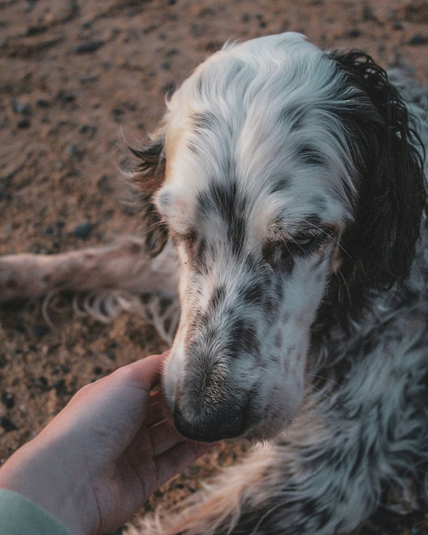 dog resting its head in owners hand
