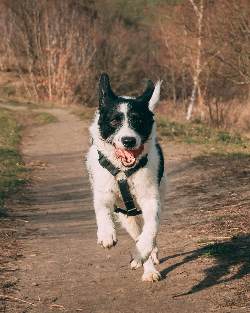 black and white dog wearing a harness running outside on a path