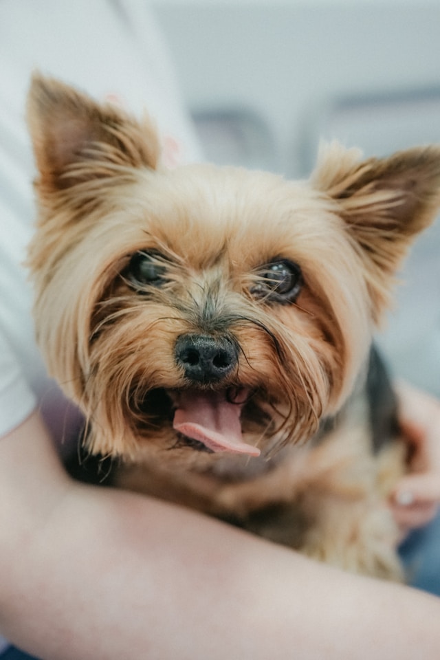 dog with its tongue out sitting in persons lap