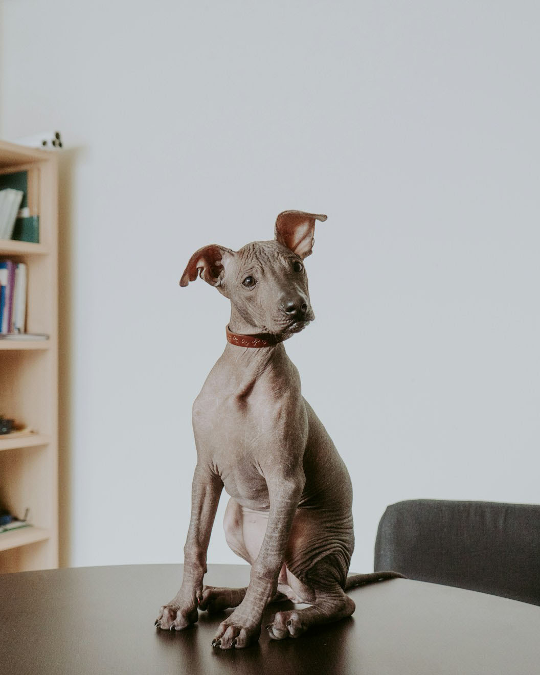 dog sitting on top of a wooden table
