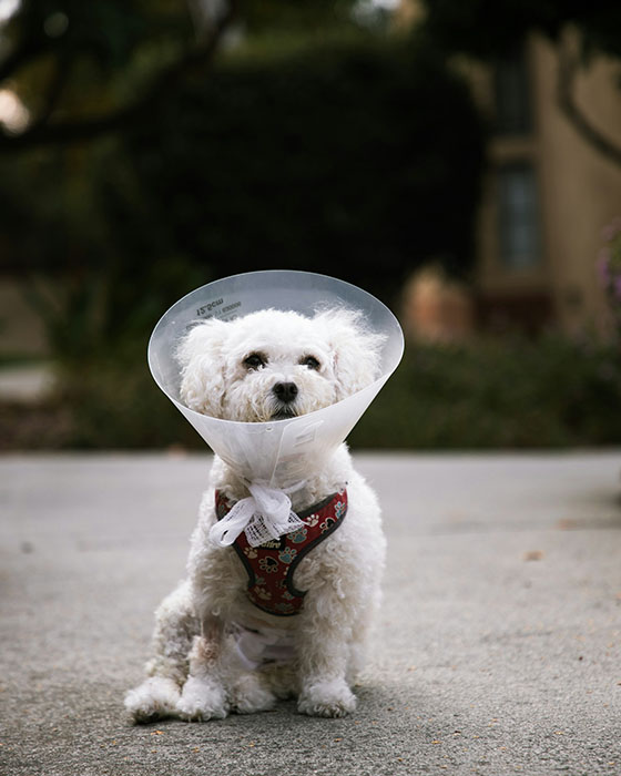 white dog with cone sitting outside on sidewalk