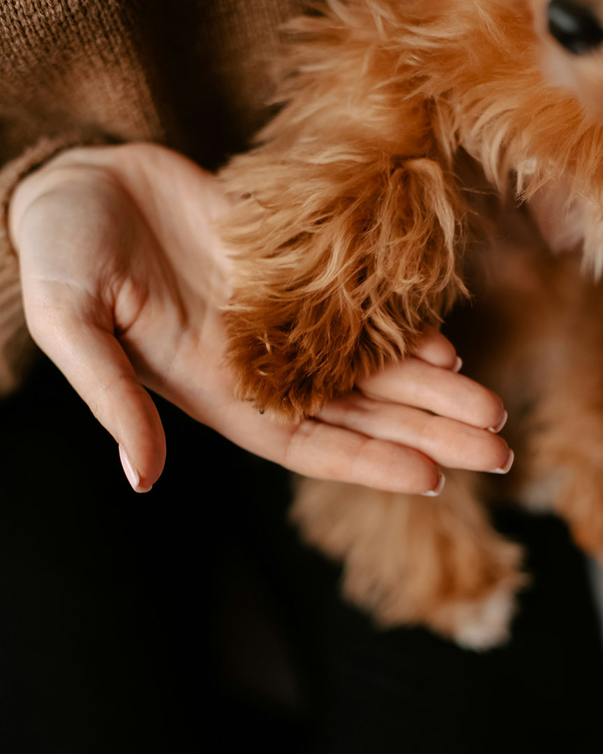dog resting its paw in a persons hand
