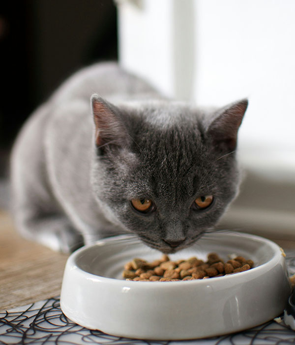 cat eating pet food out of a white pet bowl