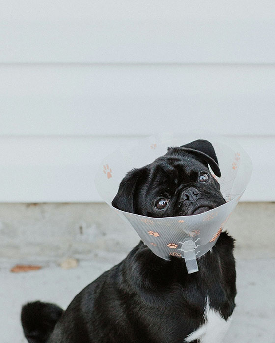 black pug with cone