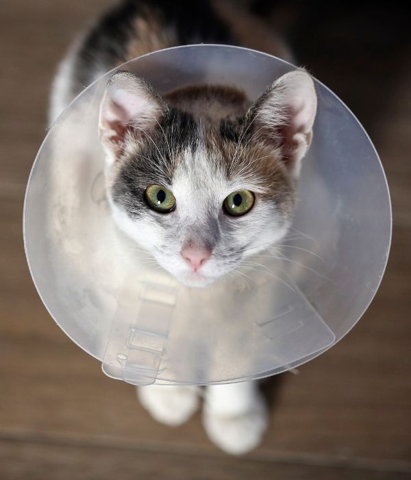 Pet-cared-by-the-doctor